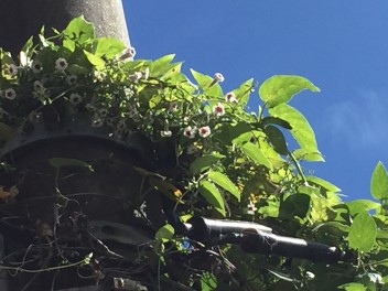 "ツル⇒花"