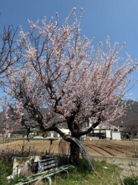 お花見の時期ですね♪