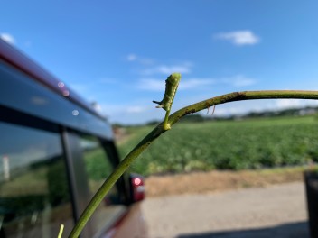 明日お休み頂きます!!!!