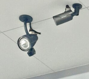 ツバメが来ています