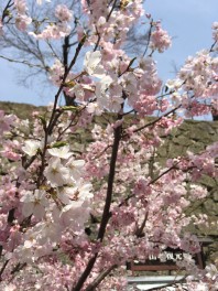 桜だ！わっしょい！