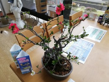 ボケの花