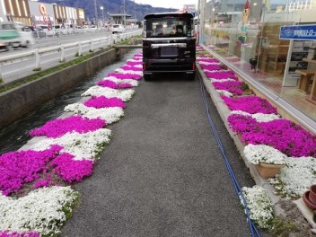 シバザクラ
