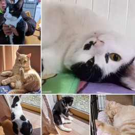 大変なときこそ猫を見ましょう