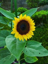 ひまわり(7月12日）