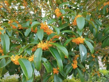 実際は昼のほうが少し長い…秋分の日なんです！　おかげさまで40周年　ありがとうキャンペーン実施中です(9月21日)