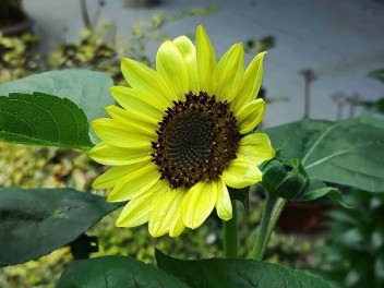 モラエス？(7月1日)