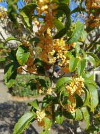 秋ふかき　隣はなにを　する人ぞ…　　　おかげさまで40周年　ありがとうキャンペーン実施中です(10月10日）