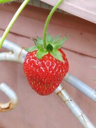 イチゴの日(1月13日)