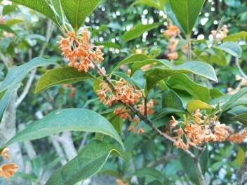咲きました！　おかげさまで40周年　ありがとうキャンペーン実施中です(11月5日)