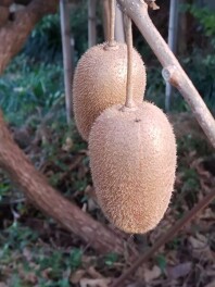 この実、何の実？　おかげさまで40周年　ありがとうキャンペーン実施中です(11月10日)