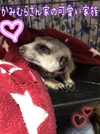 かみむらさんちのクック
