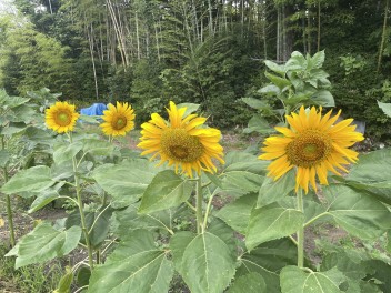 ミツバチ達の花畑計画