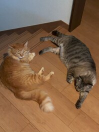 暑いですね。。。。