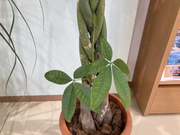 やわらか～い新芽が出ました！