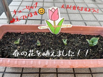 お花の植え替え～ネモフィラ・なでしこ・マリーゴールド…etc～