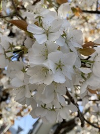 春が来ました(*´▽｀*)