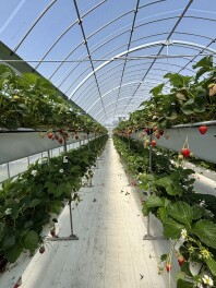 イチゴ狩りに行ってきました！