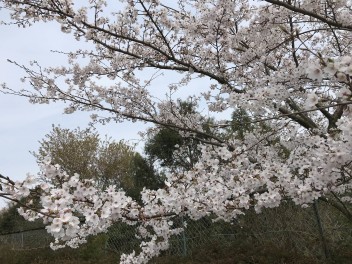 新年度が始まりましたね♬