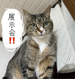 週末展示会のお知らせ！！！