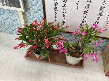 咲き始めました♪
