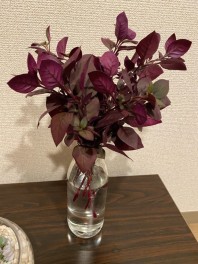 逆紅葉？