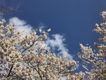 林の独り言