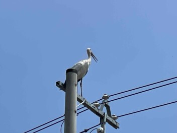 こうのとり南に…？