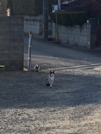 だるまさんがころんだ