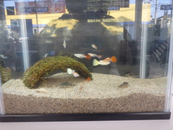 熱帯魚がやってきた～！