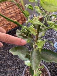 野村の夏休み日記【エリザベス】(;・∀・)