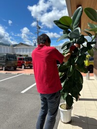 ９月３日・４日はお休みです。　/　ゴムの木