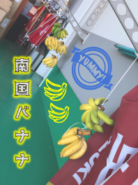 南国バナナ、育て中