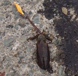 イカがお過ごしでしょうか