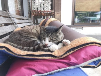 ドゥリムトンねこ