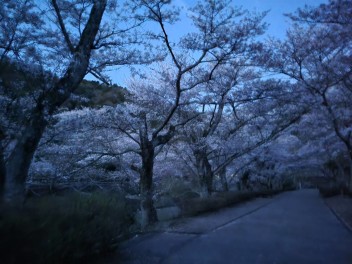 はるなのでさくら