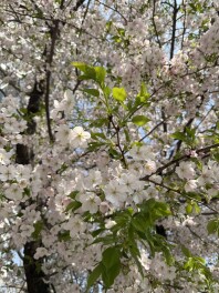 ４月からも高辻店をよろしくお願いします