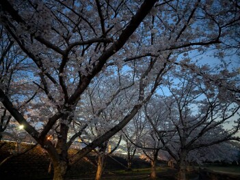 亀岡の桜
