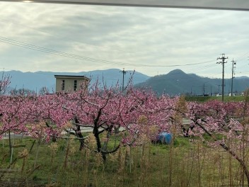 季節の花