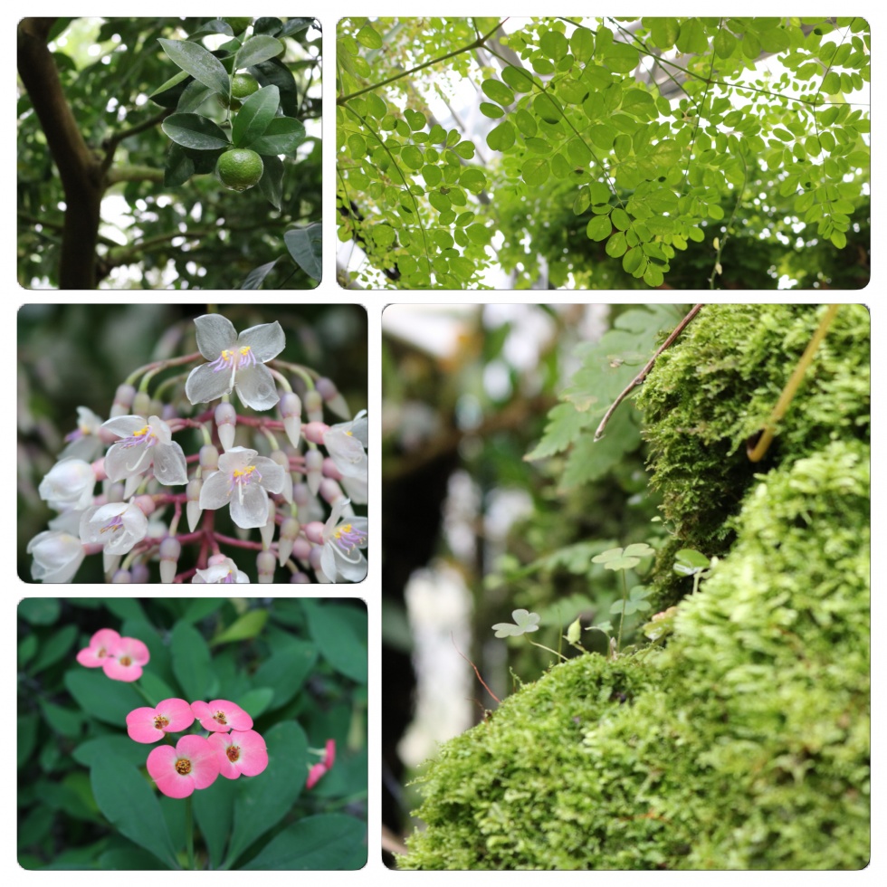 京都府立植物園３