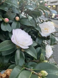 コレが！あの・・・