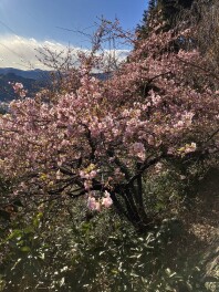 足音？いえ、姿が見えてきました。