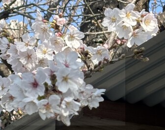 春が来ましたね　大決算もいよいよ終盤です！