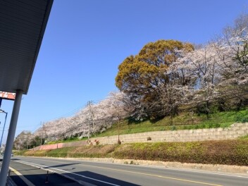 桜満開！