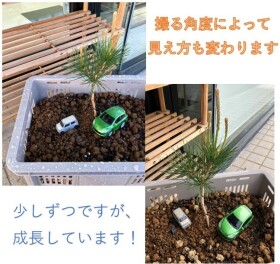 盆栽日記