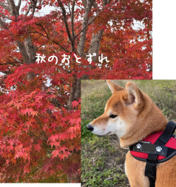 秋のおとずれ