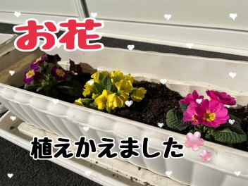 お花植えかえました☆