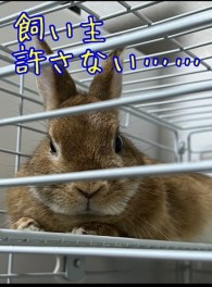 病院に行きたい飼い主と絶対に行きたくないウサギ