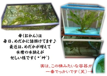 めだか　(゜))<<　☆その後編☆