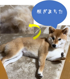 スタッフのつぶやき。。。